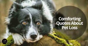 Pet Loss message