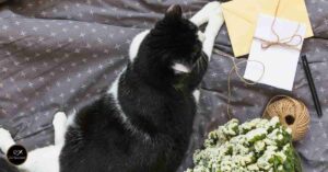 Pet Loss Condolences Message